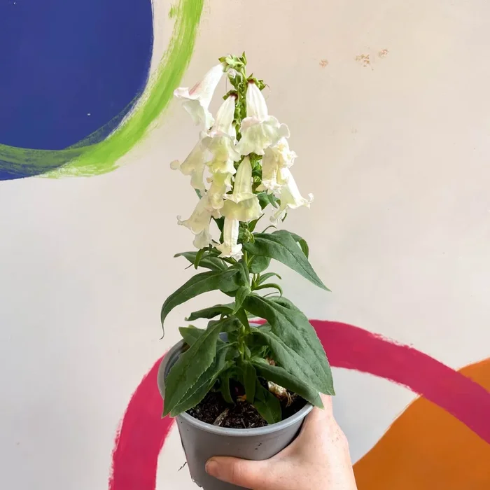 Penstemon hartwegii ‘Phoenix Appleblossom’ – Beard Tongue [British Grown Perennial]