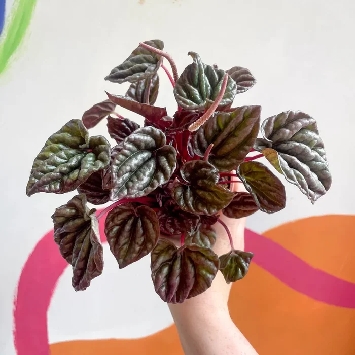 Peperomia caperata ‘Red’ – Radiator Plant
