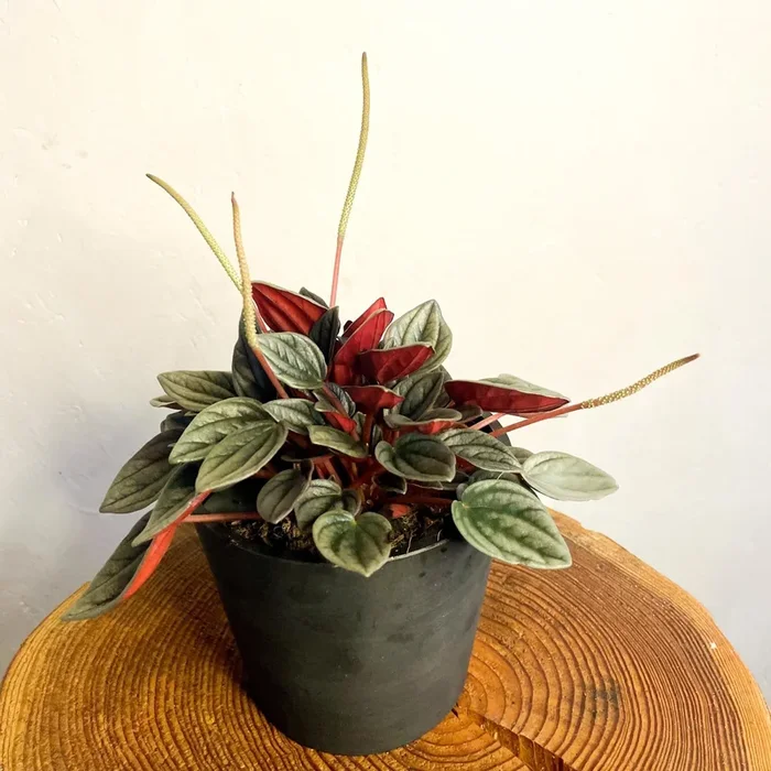 Peperomia santorini ‘Punto Grigio’