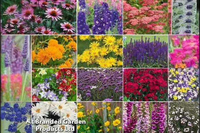 Perfect Perennial Paradise Collection – Your Garden’s Colorful Dream