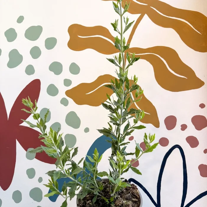 Perovskia ‘Blue Spire’ – Cotswold Grown Perennial