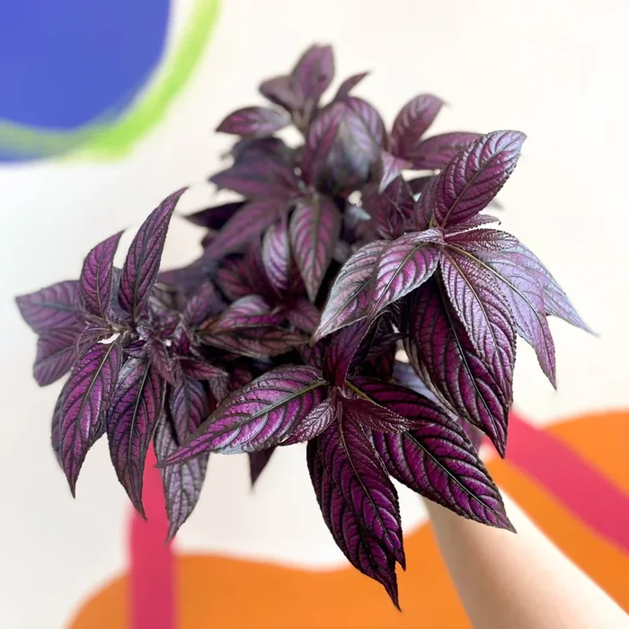 Persian Shield – Strobilanthes dyeriana