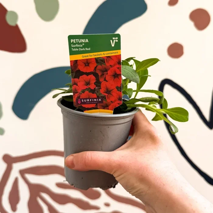 Petunia ‘Surfinia Table Dark Red’ – British Grown