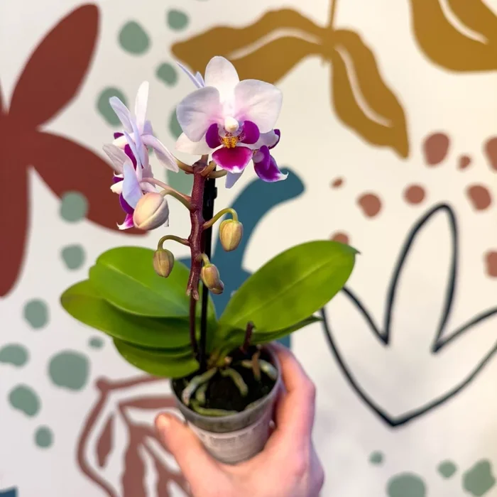 Phalaenopsis ‘Alice’ – Moth Orchid