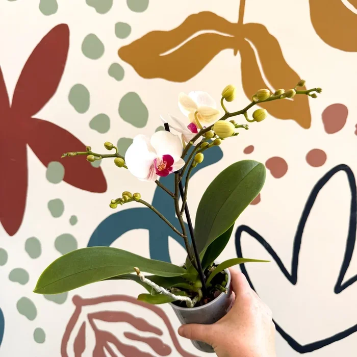 Phalaenopsis ‘Gibraltar’ – White & Dark Pink Moth Orchid