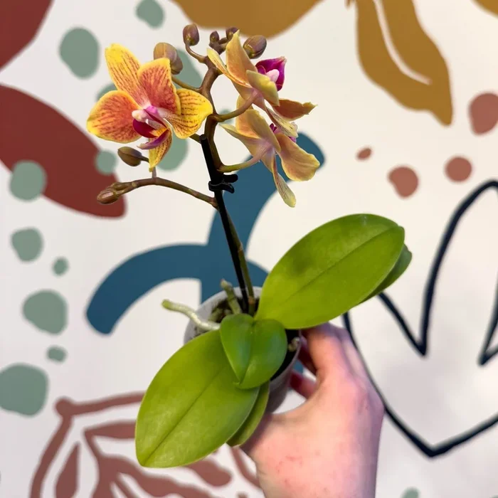 Phalaenopsis ‘Indy’ – Moth Orchid