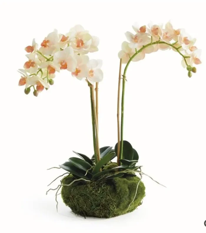Phalaenopsis Mini Garden Drop in 16″ – Napa Home & Garden