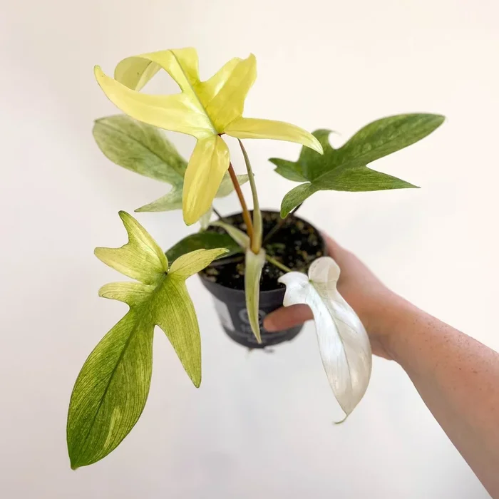 Philodendron ‘Florida Ghost’