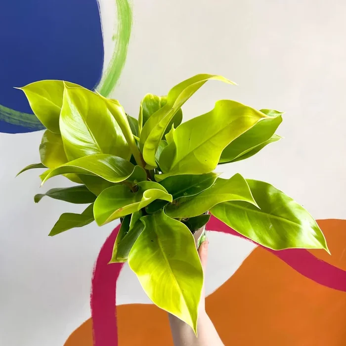 Philodendron ‘Moonshine’ – British Grown