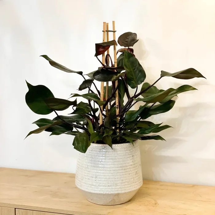 Philodendron ‘Ruby’