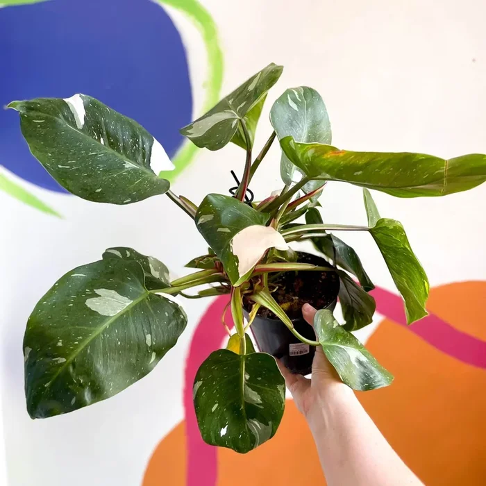 Philodendron ‘White Princess’