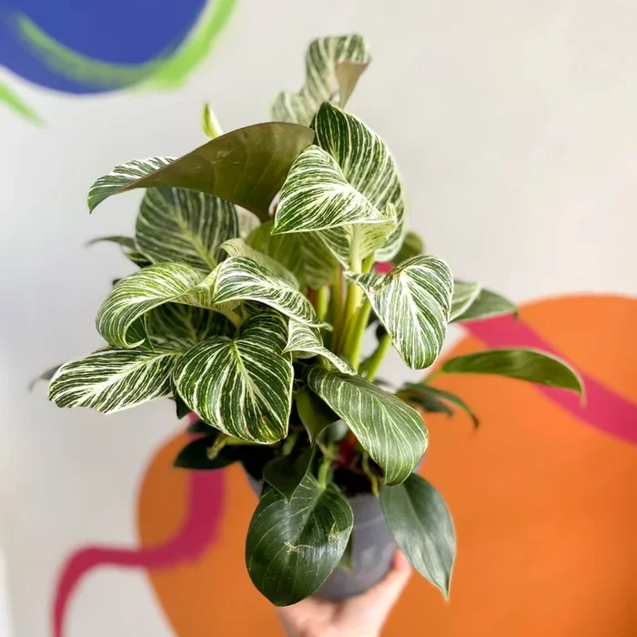 Philodendron ‘White Weave’