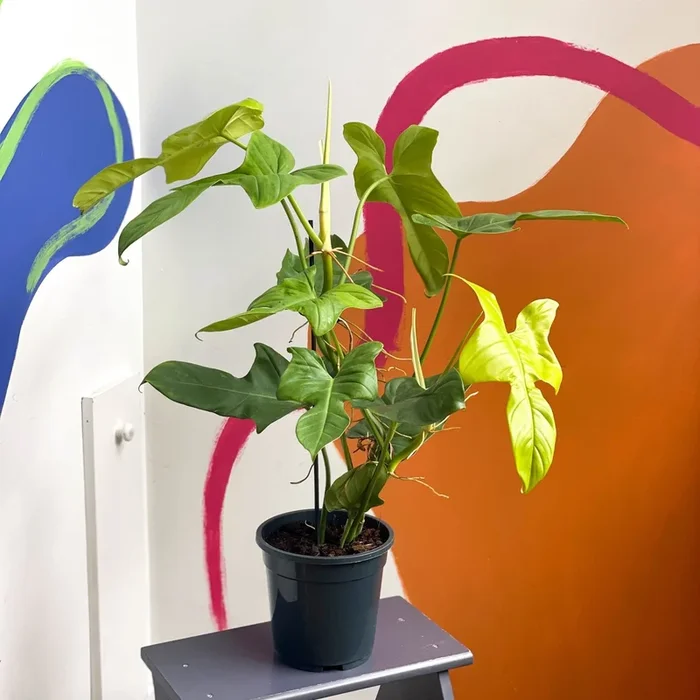 Philodendron bipennifolium aurea ’Golden Violin’