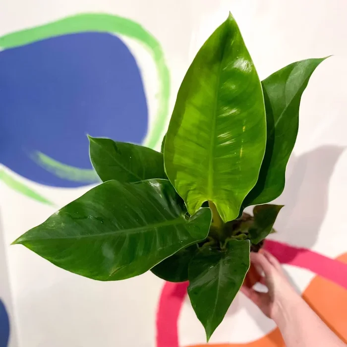 Philodendron erubescens ‘Imperial Green’