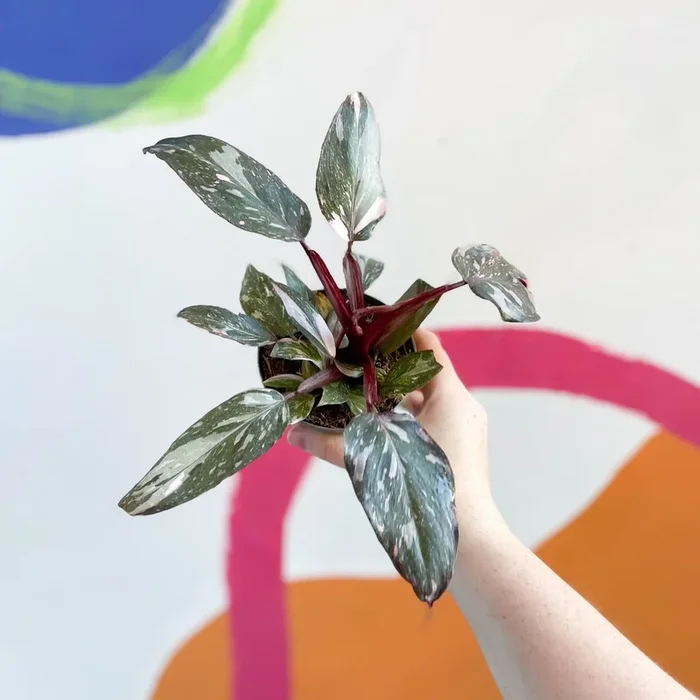 Philodendron erubescens ‘Pink Princess’