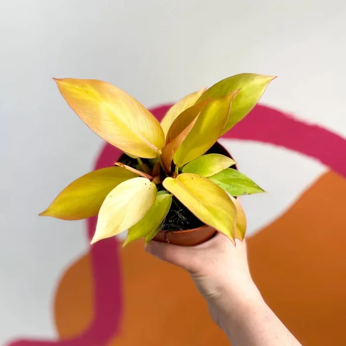 Philodendron erubescens ‘Prince of Orange’