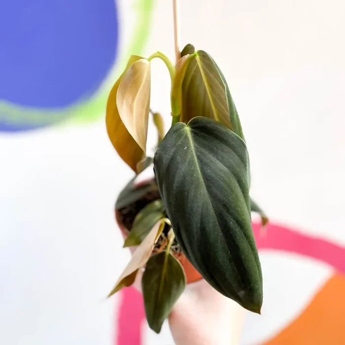 Philodendron gigas