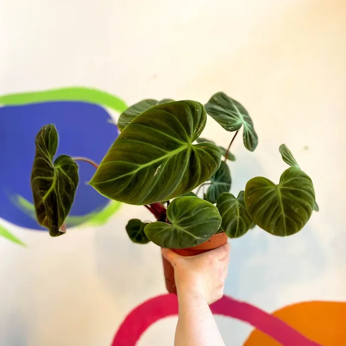 Philodendron rubrijuvenile ‘El Choco Red ‘