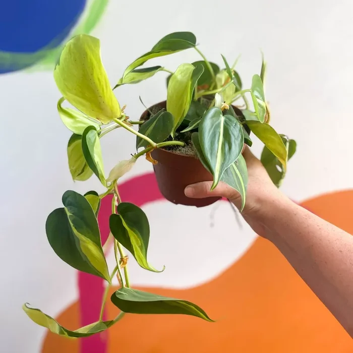 Philodendron scandens ‘Brasil’