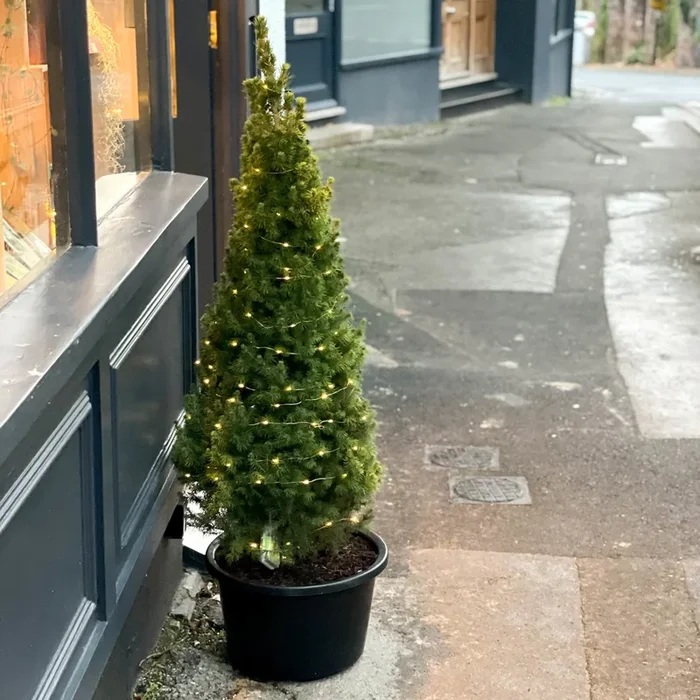 Picea glauca – Conica Prickly Pine – Potted Christmas Tree