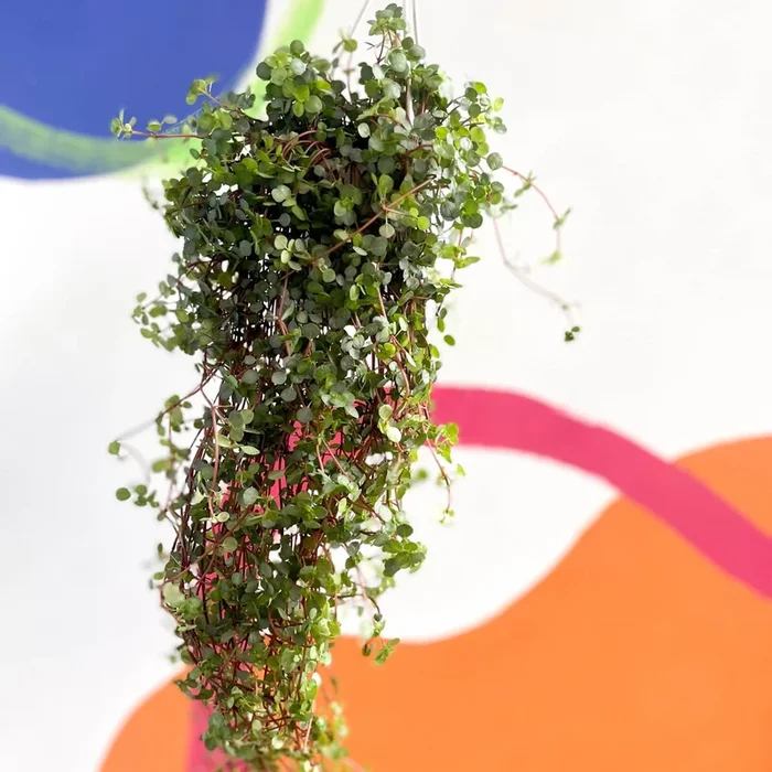 Pilea glaucophylla ‘Greyzy’ – Silver Sparkle Plant