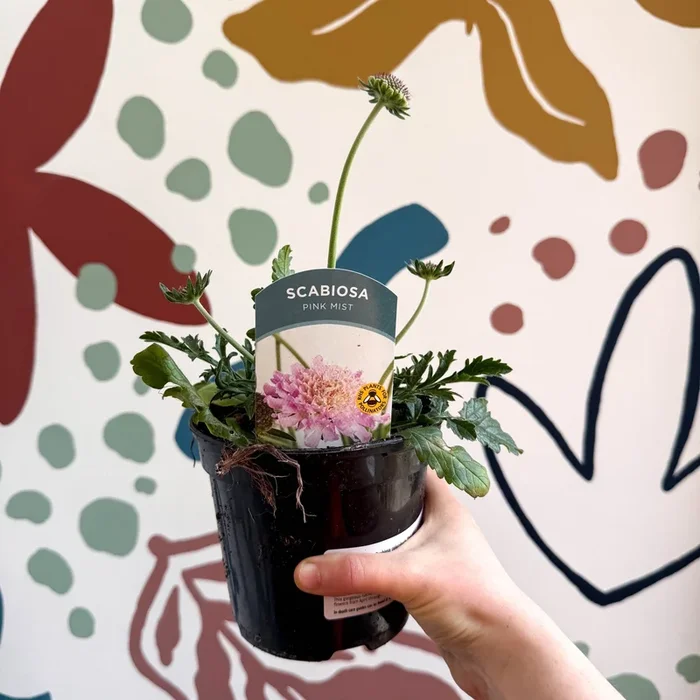 Pincushion Flower – Scabiosa columbaria ‘Pink Mist’ – British Grown Perennial