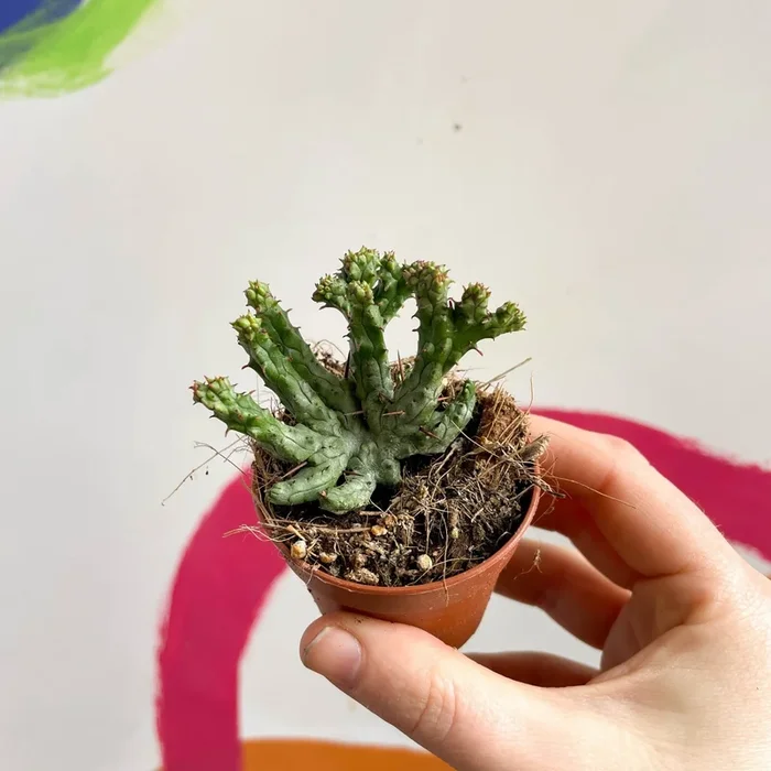Pincushion Plant – Euphorbia enopla ‘Cristata Coral’
