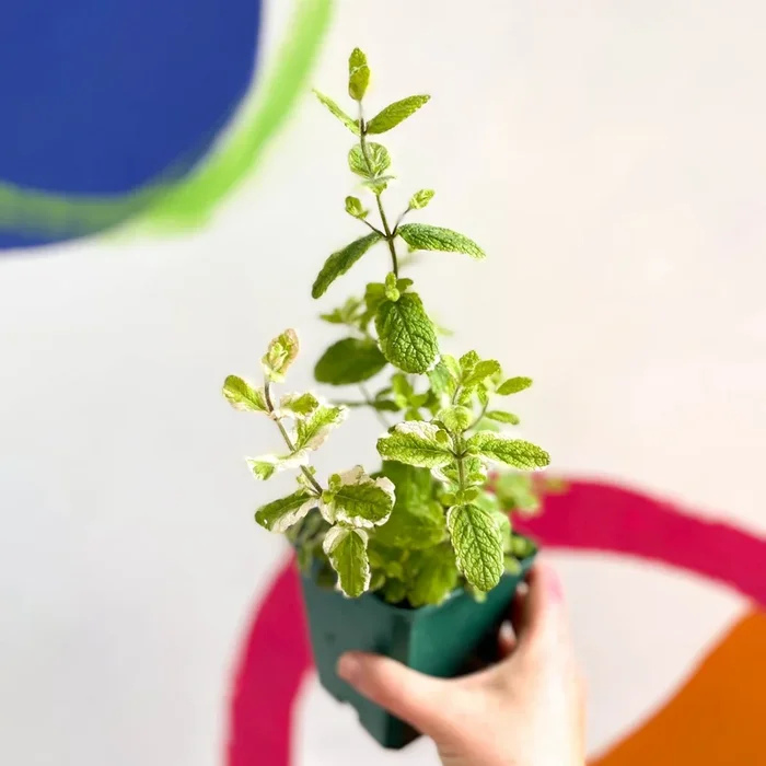 Pineapple Mint – Mentha suaveolens variegata – Cotswolds Grown Culinary Herbs