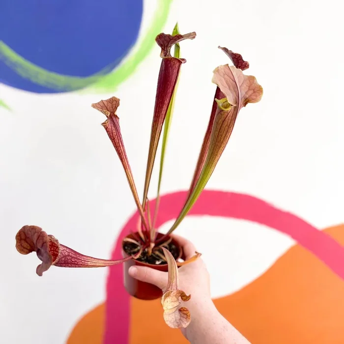 Pitcher Plant – Sarracenia ‘Tygo’