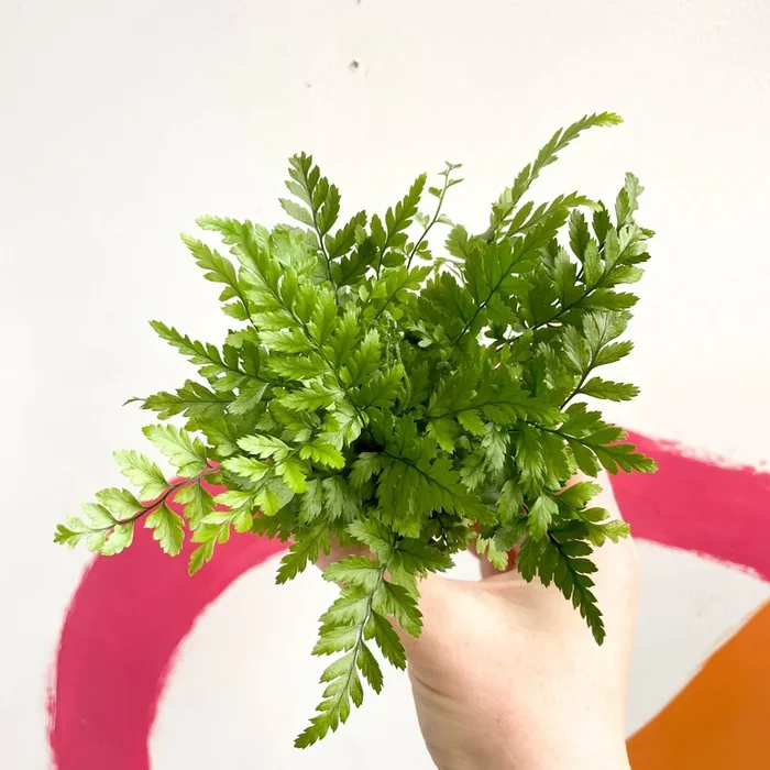 Polystichum tsussimense – Korean Rock Fern