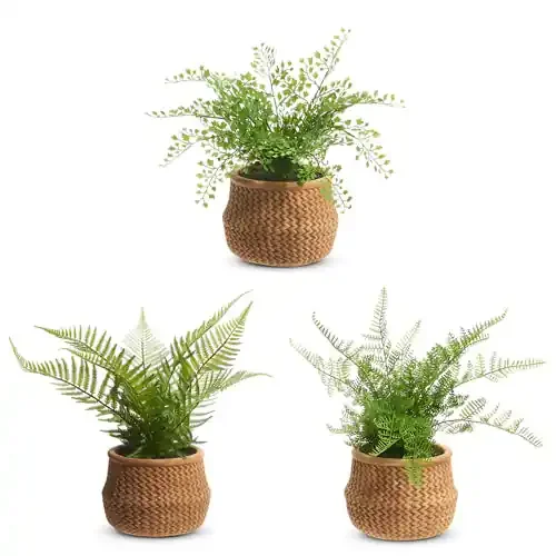 Potted Ferns in Basket, 15″