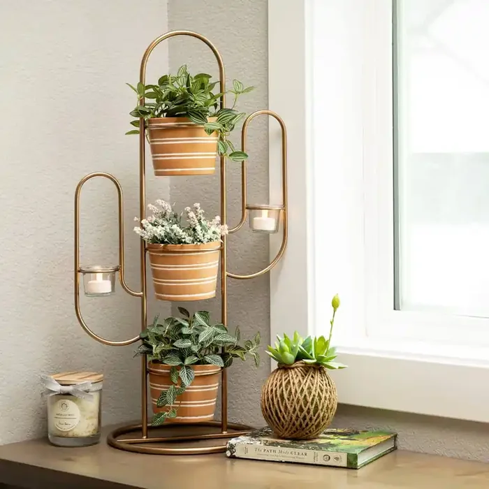 Potted Fittonia, 3 styles