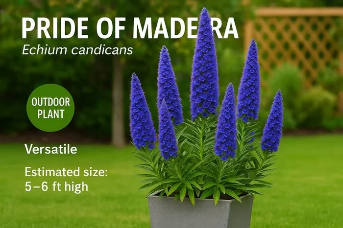 Pride of Madeira Echium Candicans Shrub – Hardy Flowering, 2 x 2L Pots