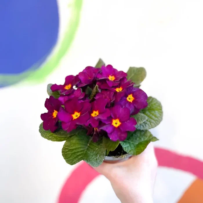 Primula vulgaris ‘Obsidian’ – English Primrose [British Grown]