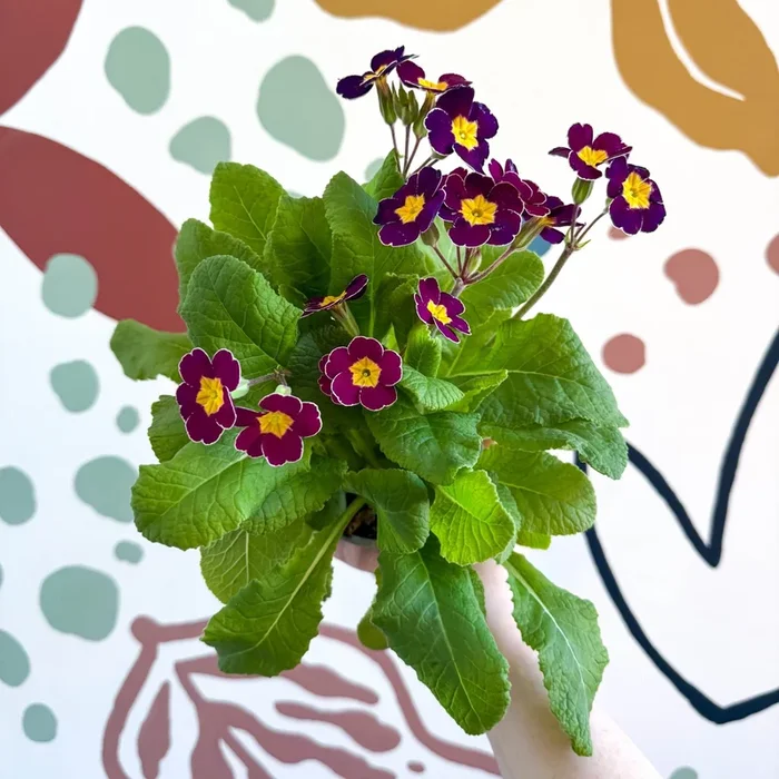 Primula × polyantha – Magenta-Laced Primrose