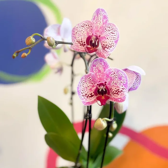 Purple & Pink Moth Orchid – Phalaenopsis ‘New Wave’