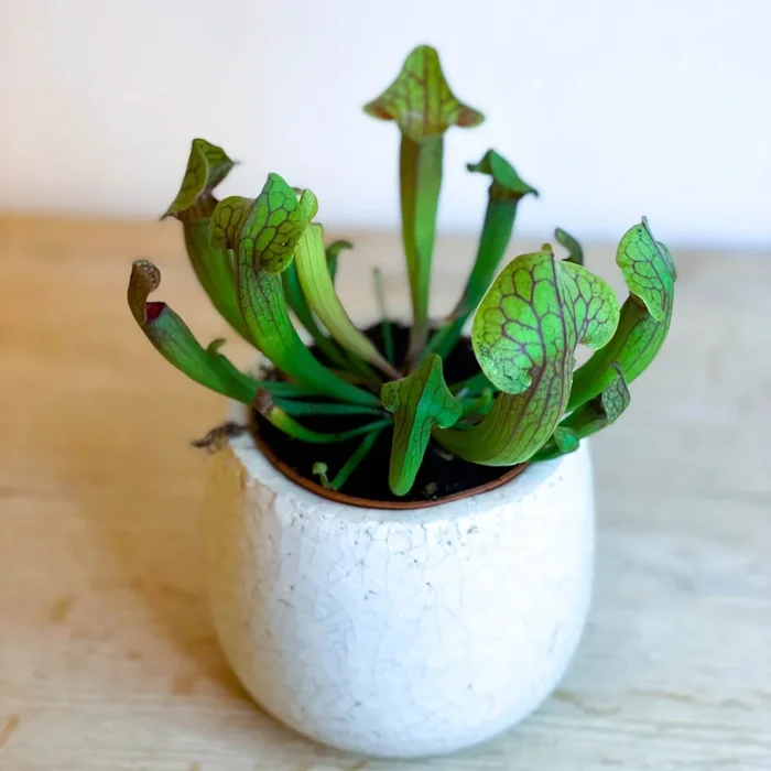 Purple American Pitcher Plant – Sarracenia ‘Tess’
