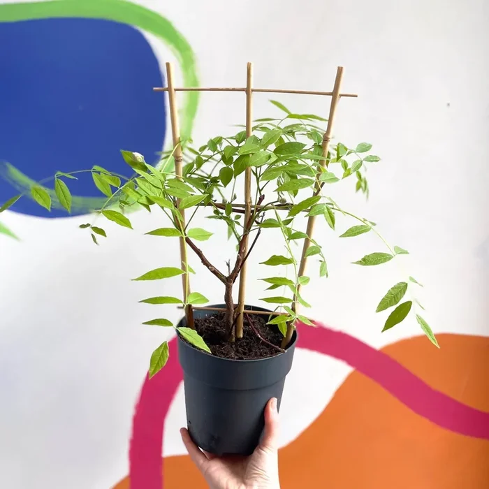 Purple American Wisteria – Wisteria frutescens ‘Amethyst Falls’ – Deciduous Climber