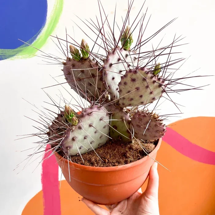 Purple Pricky Pear – Opuntia violacea ‘Lianne’