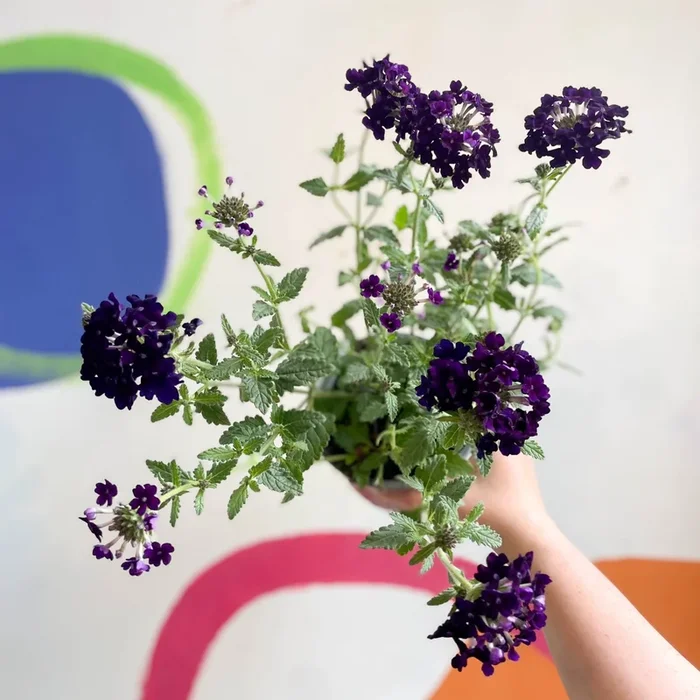 Purple Verbena ‘Showboat Midnight’ – British Grown