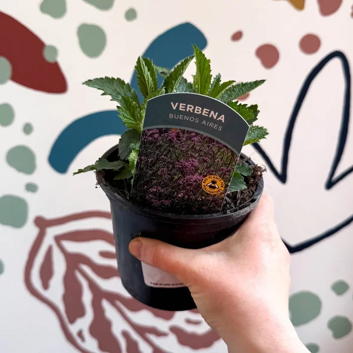 Purpletop Vervain – Verbena bonariensis ‘Buenos Aires’ – British Grown Hardy Perennial