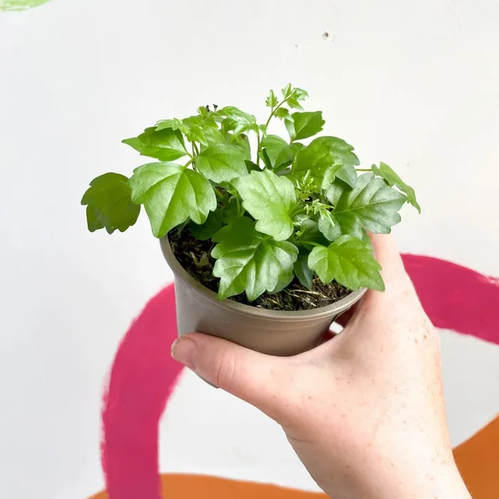 Radermachera sinica – China Doll Plant – British Grown