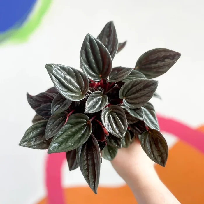 Radiator Plant – Peperomia caperata ‘Brasilia’