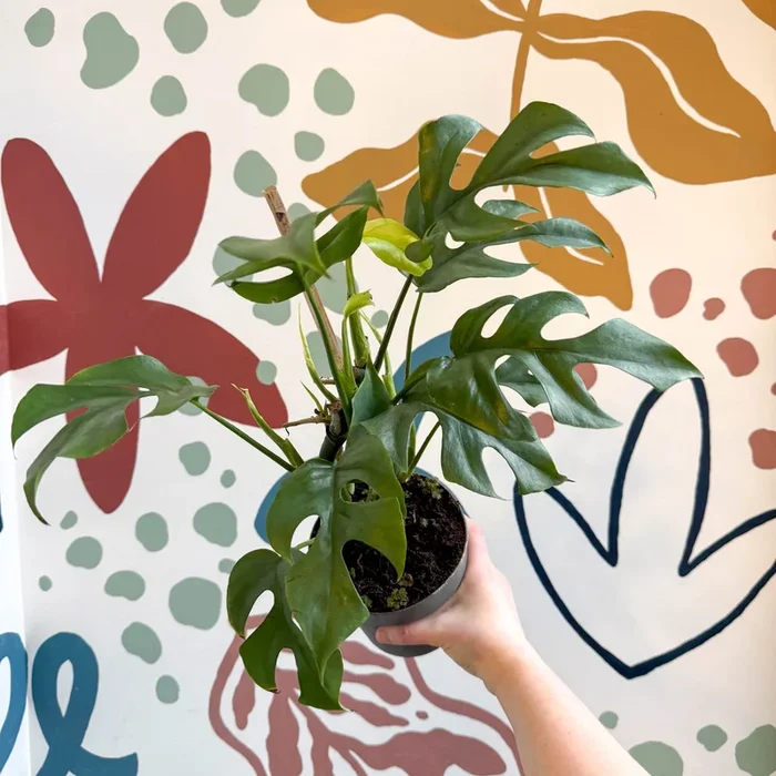 Rhaphidophora tetrasperma – Monstera Minima