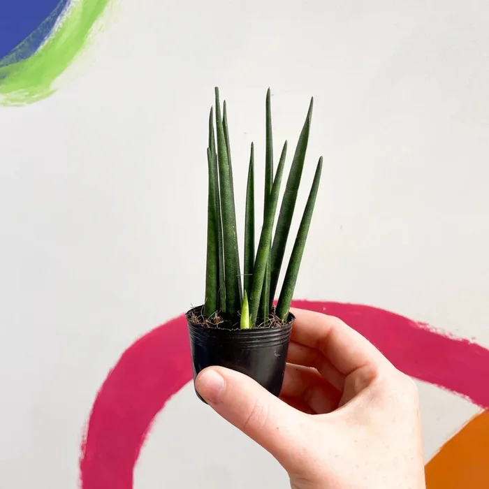 Rocket Snake Plant – Sansevieria cylindrica