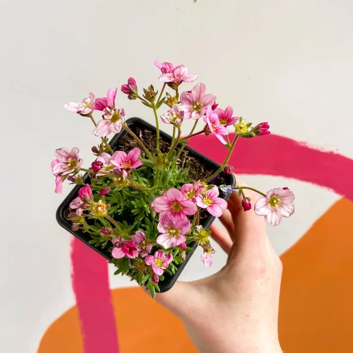 Rockfoils – Saxifraga x arendsii ‘Alpino Pink’ – British Grown Evergreen Perennial Alpine
