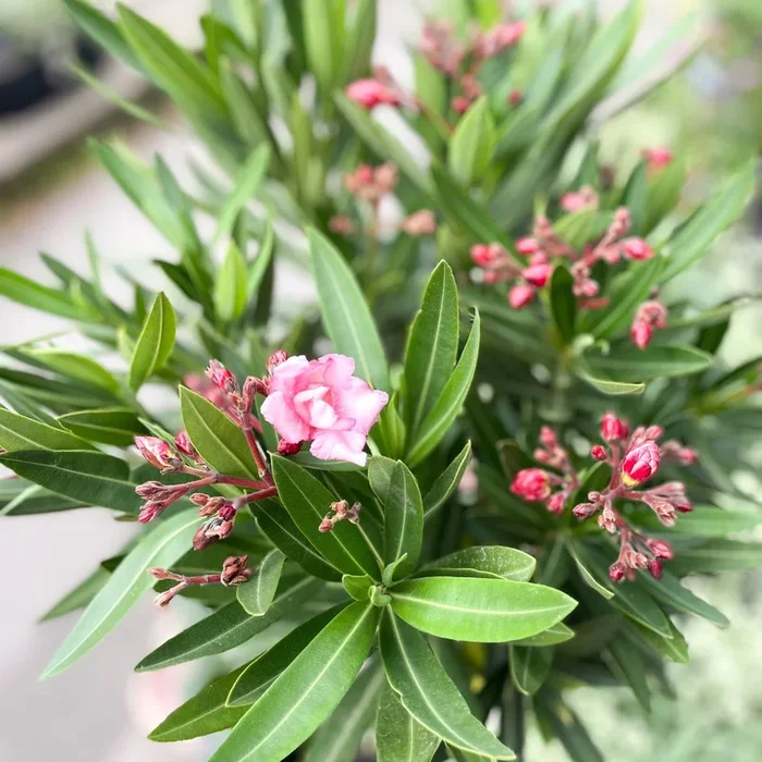 Rose Bay – Nerium oleander – Evergreen Shrub