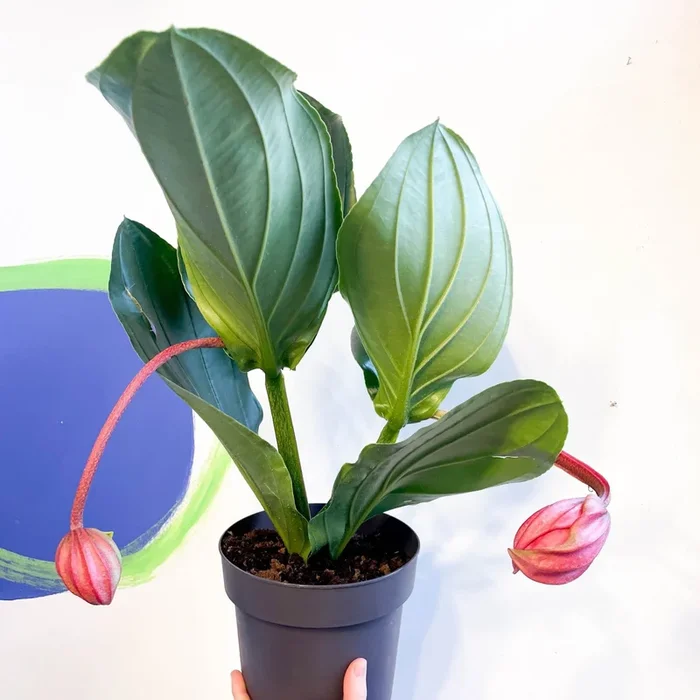 Rose Grape – Medinilla magnifica ‘Flamenco’