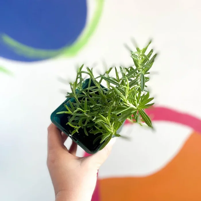 Rosemary – Rosmarinus officinalis – Cotswolds Grown Culinary Herbs