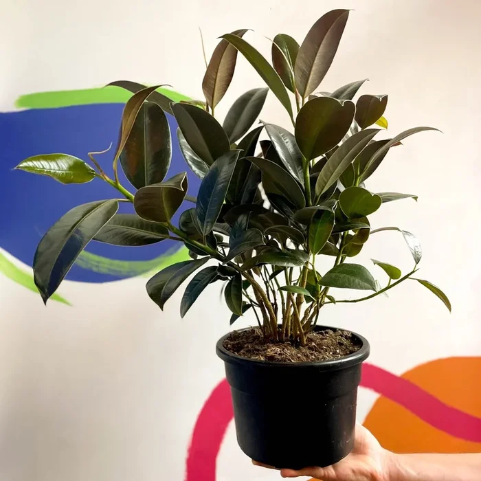 Rubber Plant – Ficus elastica ‘Melany’